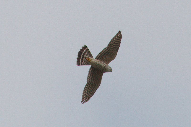 Merlin 2012-04-14_2.jpg